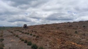 Бульдозер CAT D8 восстанавливает почву в эвкалиптовых плантациях.