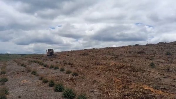 Бульдозер CAT D8 восстанавливает почву в эвкалиптовых плантациях.