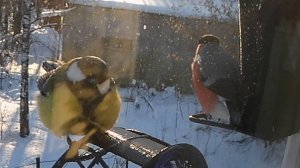 Шар-Синица смотрит в душу