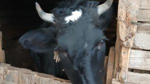 ЖИЗНЬ на ПЕНСИИ в ДЕРЕВНЕ//Живу дорого- богато был комментарий//