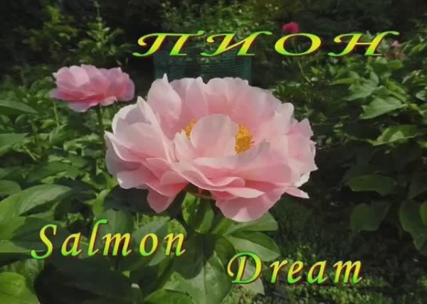 Пион Salmon Dream в моем саду