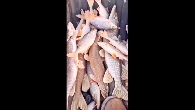 Приколы. Приколы с животными. Тест на психику. Tik Tok. Funny video.