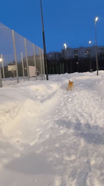 Ариша с Булей