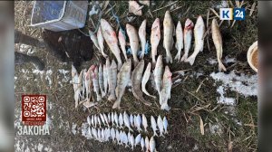 Браконьеры выловили рыбы на 200 тыс. рублей в Приморско-Ахтарском округе