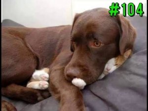 ПРИКОЛЫ С ЖИВОТНЫМИ / Смешные коты / Собаки / Смешные животные 104