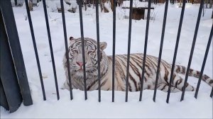 Кови приветствует всех фырканьем и наблюдает за всеми посетителями зоопарка 09.02.2026