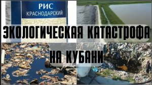 Экологическая катастрофа в Краснодарском крае Выращивание риса на мусорной свалке в Полтавской