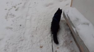 Хорошо погулял.