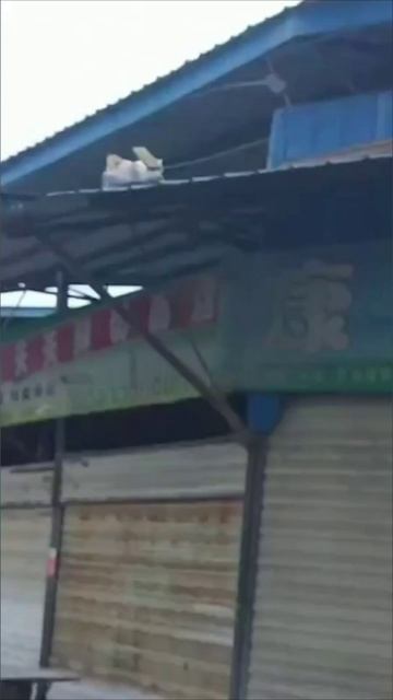 Смешные коты #109-5