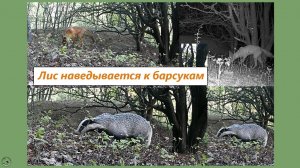 Семья барсуков в конце июля. Груминг у зверей. Лис наведывается 29-30.07.25