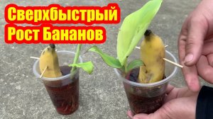 СУПЕРСПЕЦИАЛЬНАЯ ТЕХНИКА размножения бананов с помощью кока-колы, сверхбыстрый рост