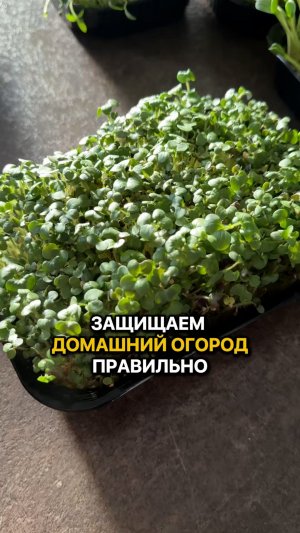 Как СПАСТИ огород на подоконнике? Три важных шага.