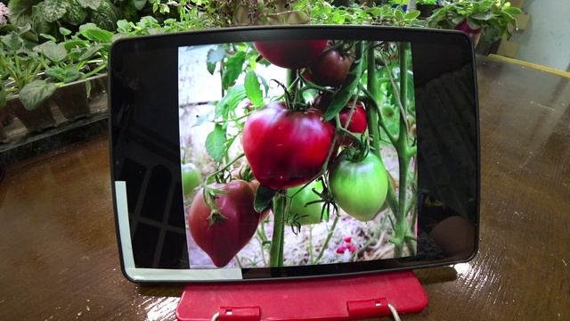 Обзор семян коллекционных томатов. Часть 4 смотреть онлайн