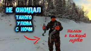 ✔ Откуда здесь столько налимов_ Вытащил из каждой лунки по налиму Ловля налима зимой
