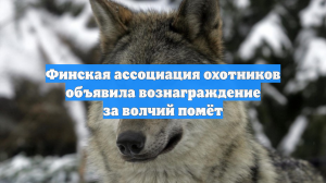 Финская ассоциация охотников объявила вознаграждение за волчий помёт