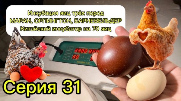 Серия 31.  Инкубация. Маран. Орпингтон. Барневельдер.  Китайский инкубатор eco profi c-70