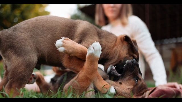 Милые щеночки