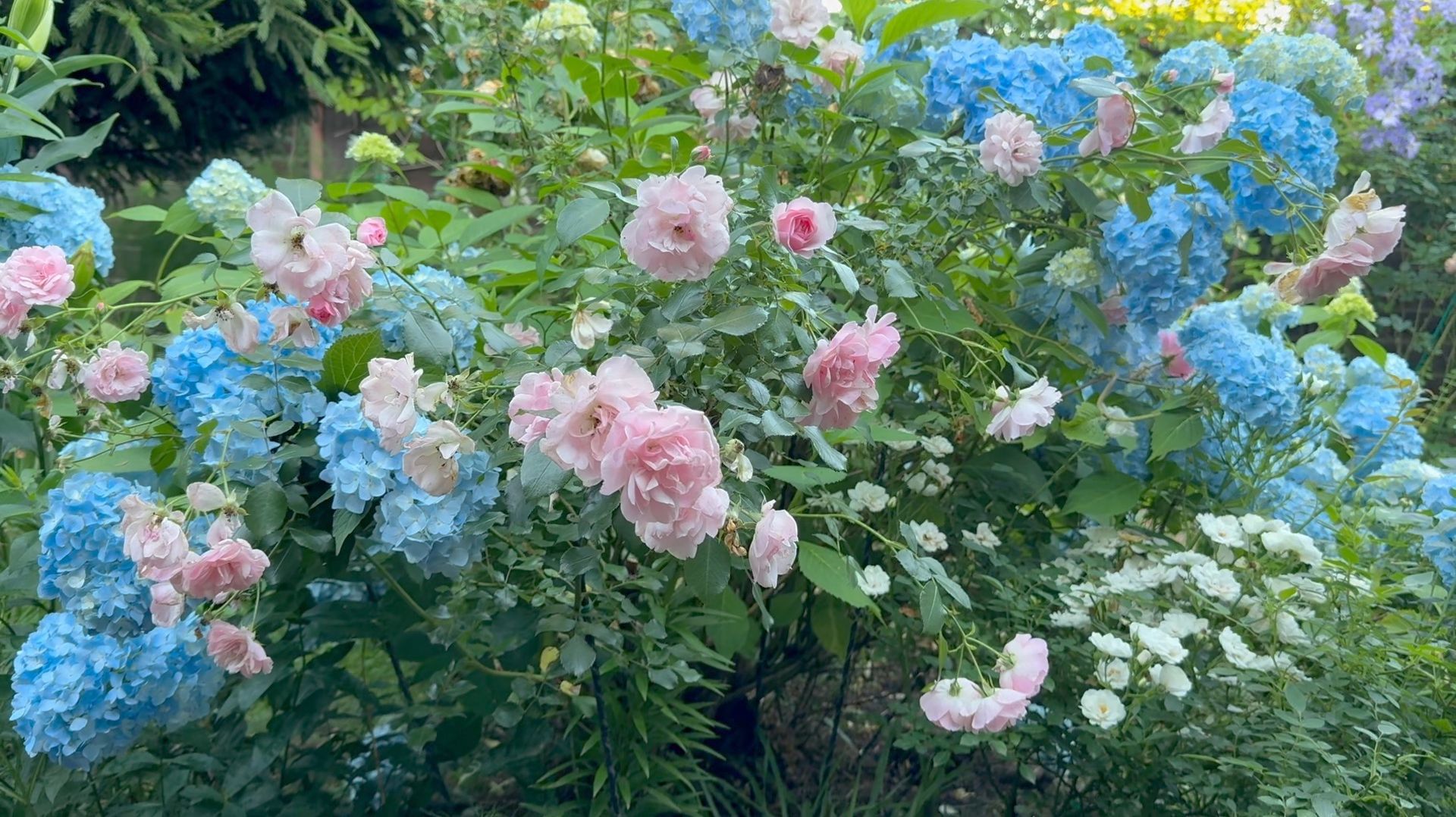 Август в Саду 2 августа 2025 часть 1