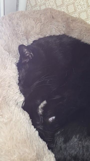 ребёнку  купили лежанку))))