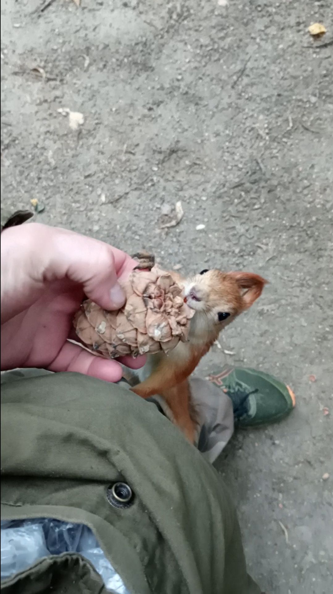 Шишка для белки. Сентябрь 2023 смотреть онлайн