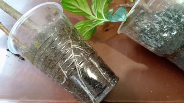 ЧЕРЕНКИ ГОРТЕНЗИИ МЕТЕЛЬЧАТОЙ. смотреть онлайн