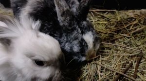 Кролики, на завтрак стройся первая рота!