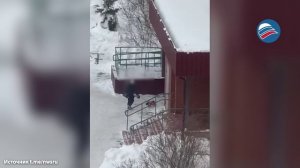 Сердце кровью обливается: школьница избила беззащитного йорка в подмосковном Щелково