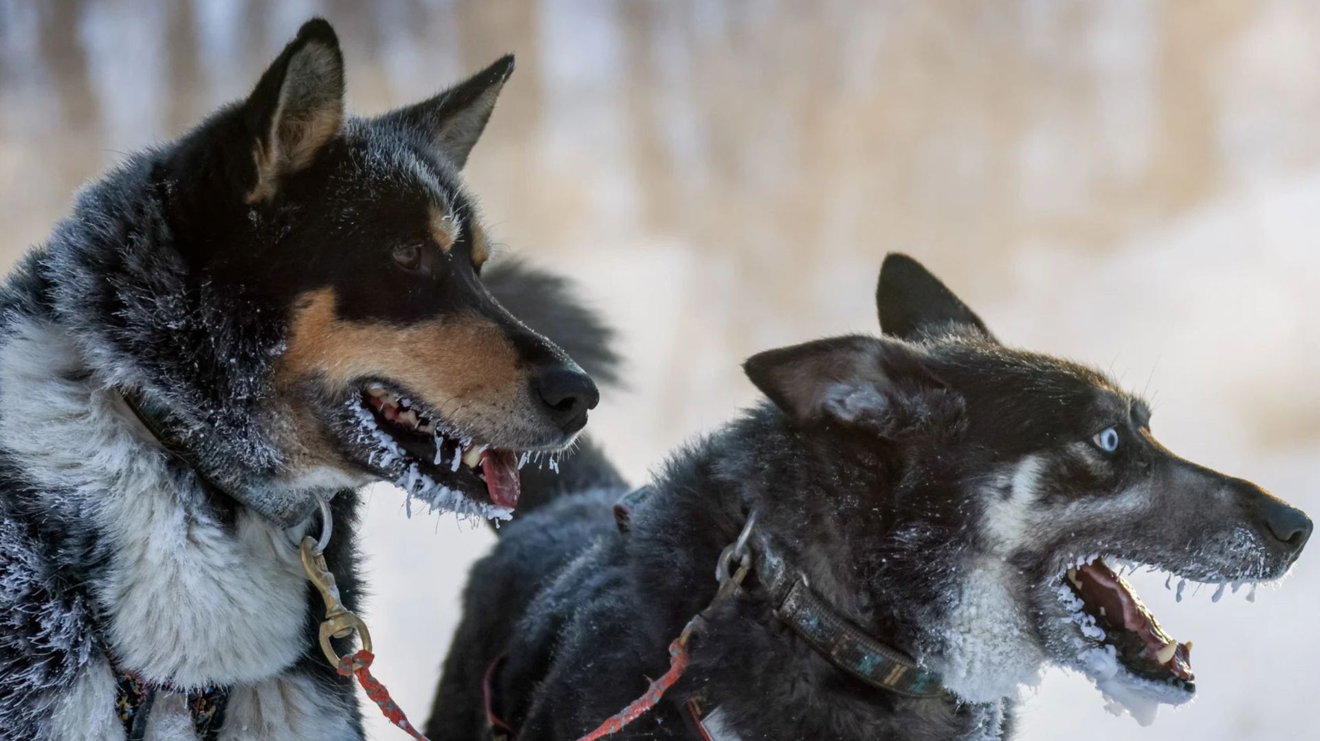 Гонка на собачьих упряжках «Берингия. Авача» прошла вблизи действующих вулканов на Камчатке смотреть онлайн