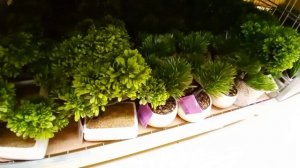 КРАСИВЫЕ, ДЕКОРАТИВНЫЕ РАСТЕНИЯ В МАГАЗИНЕ МАГНИТ