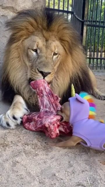 Опасный хищник смотреть онлайн