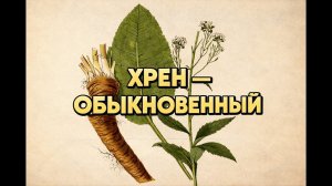 Хрен в огороде: простой способ вырастить и ухаживать