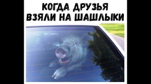 Лучшие приколы ноябрь 2021/ Лучшие приколы тик ток / Тест на психику/ Приколы с животными