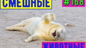 #Приколы. #Смешные животные. #Тест на психику. #Залипательное видео. #Смешные коты..