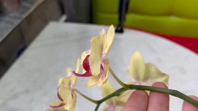 ФОКУС на орхидею Rragmei a hort peloric 2 eyes смотреть онлайн