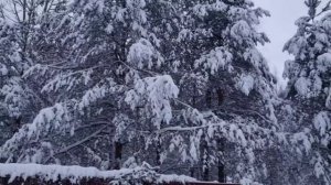 Февральский привет.  Песня