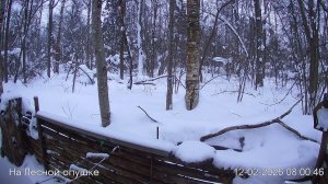 LIVE: На лесной опушке. Природа онлайн