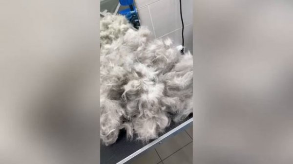 Экспресс-линька кот