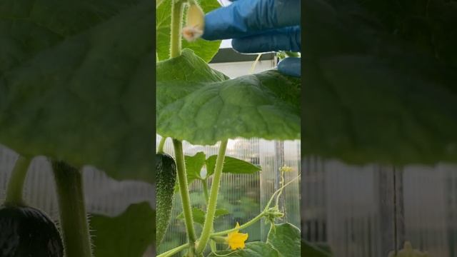 28 июля 2023 год, огурец Маменькин Любимчик.