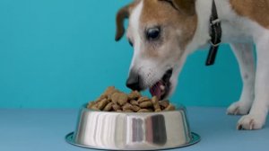 Никогда не кормите питомца этим! Запрещенные продукты для собаки…