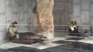 Посетители Московского зоопарка теперь могут наблюдать за кормлением морских котиков