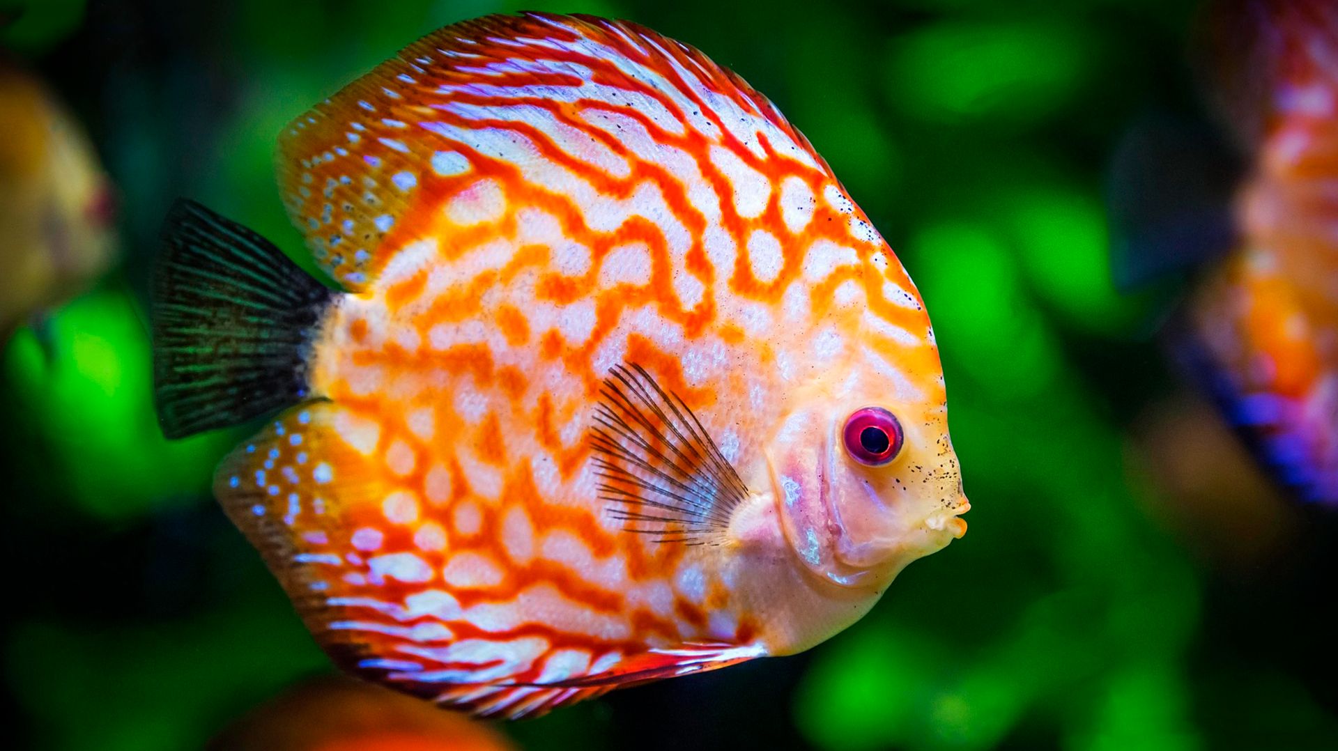 🐠 ОЧЕНЬ КРАСИВАЯ УСПОКАИВАЮЩАЯ МУЗЫКА ДЛЯ СНА 🎵 МЕДИТАТИВНАЯ РАССЛАБЛЯЮЩАЯ МУЗЫКА ДЛЯ ДУШИ смотреть онлайн