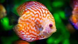 🐠 ОЧЕНЬ КРАСИВАЯ УСПОКАИВАЮЩАЯ МУЗЫКА ДЛЯ СНА 🎵 МЕДИТАТИВНАЯ РАССЛАБЛЯЮЩАЯ МУЗЫКА ДЛЯ ДУШИ