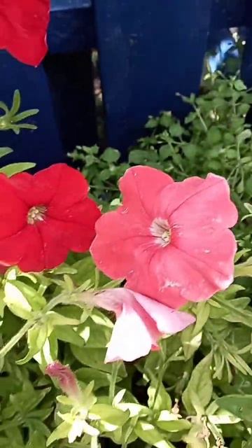 лето смотреть онлайн