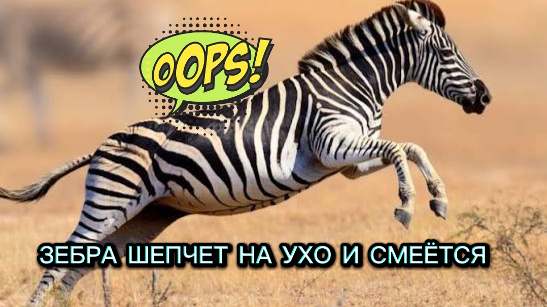 ЗЕБРА РАЗГОВАРИВАЕТ смотреть онлайн