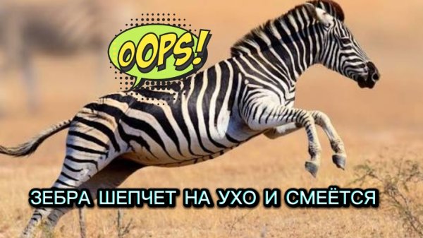 ЗЕБРА РАЗГОВАРИВАЕТ