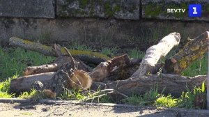 У стадиона «Металлист» в Севастополе обрезали сухостой