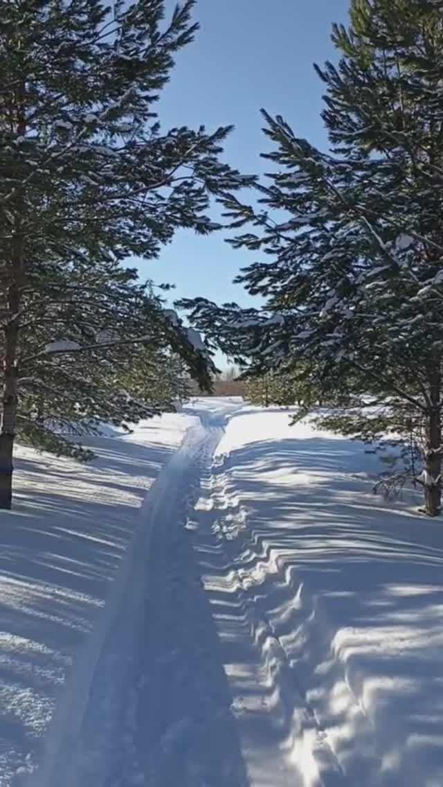 Сосны- подружки.