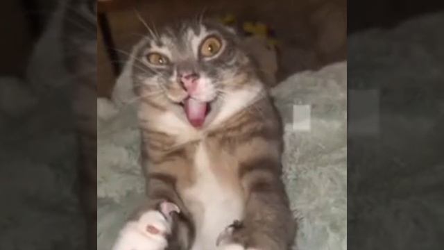 Эдит с котом смотреть онлайн