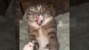 Эдит с котом