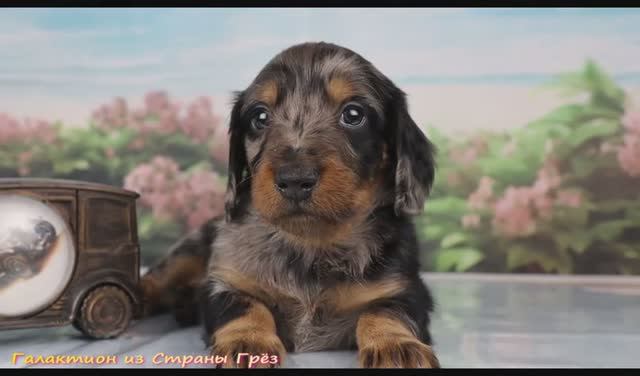 Галактион из Страны Грёз